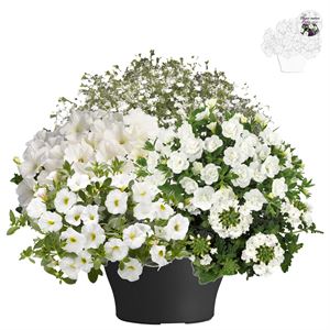 Afbeelding van TP26 Mix 7